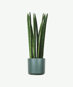 Euphorbia Ingens