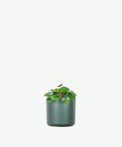 Peperomia Lemon Lime
