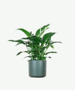 Spathiphyllum